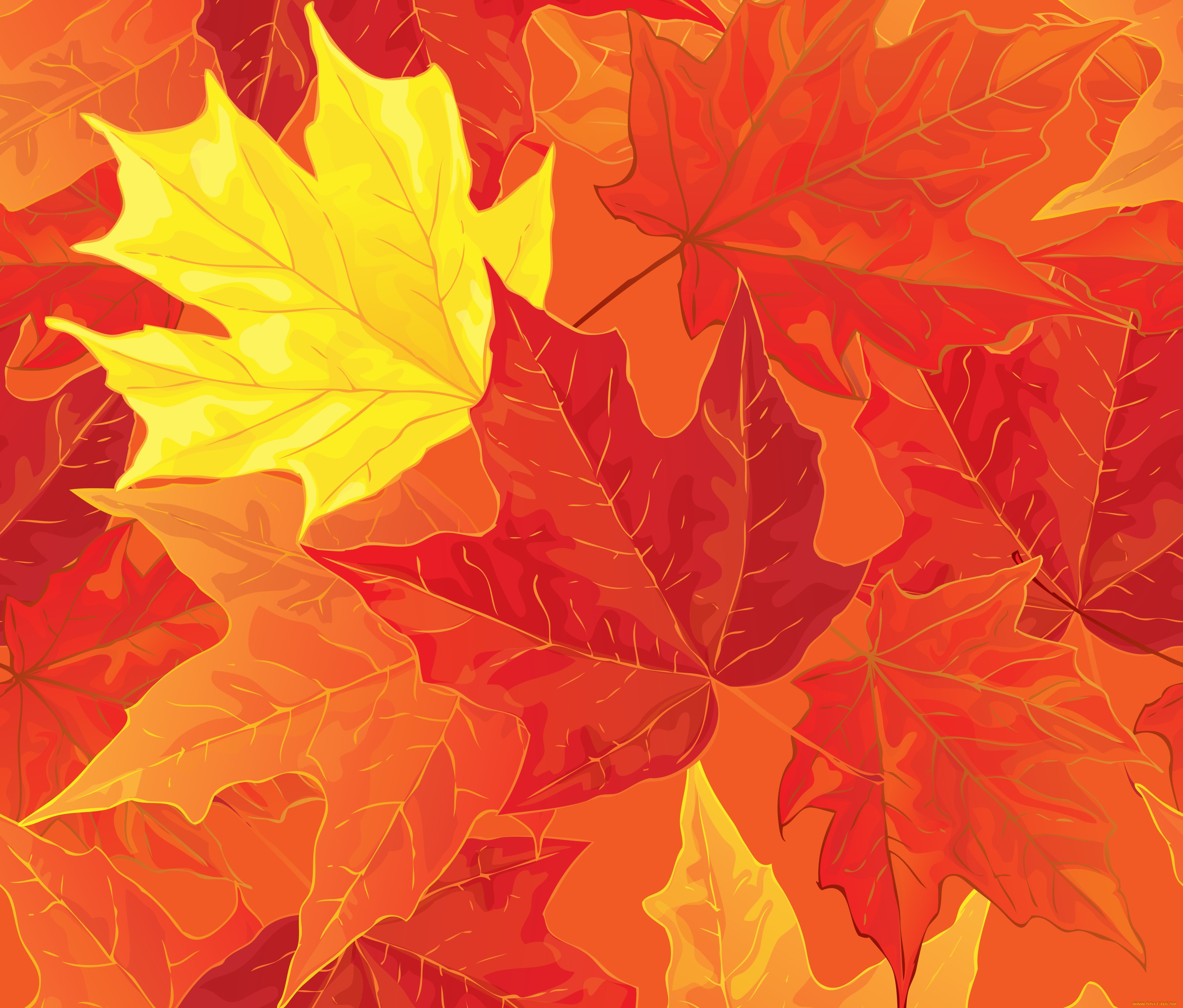  ,  , nature, , , autumn, , maple, fall, leaves